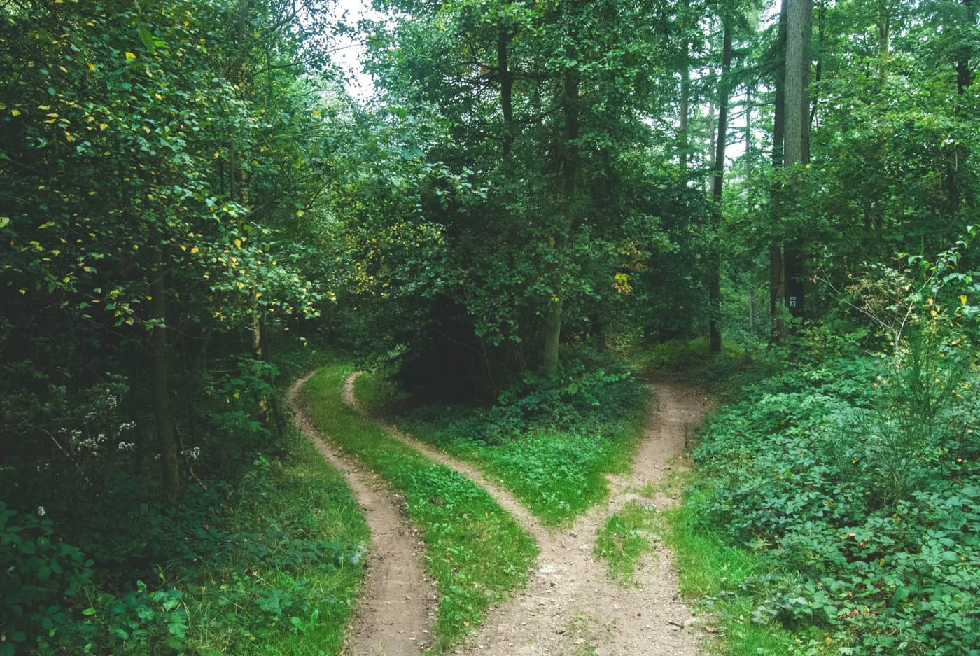 Un chemin qui se sépare en deux dans un sous-bois