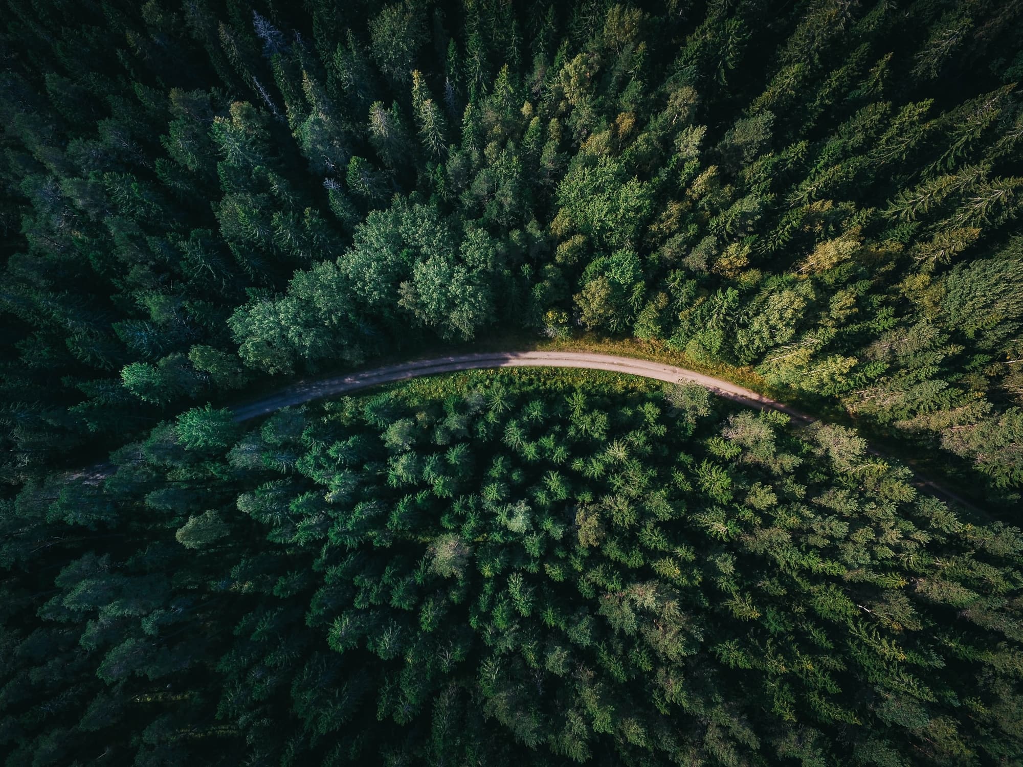 Un chemin qui traverse une forêt, vu du ciel